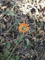 Adenophyllum aurantium