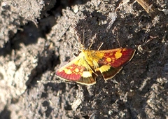 Pyrausta falcatalis