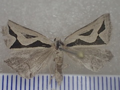 Dichromodes personalis