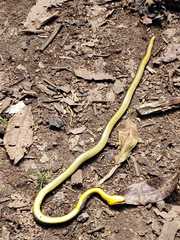 Chironius multiventris