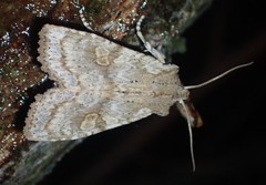 Lithophane bethunei
