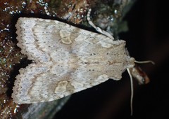 Lithophane bethunei