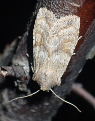 Lithophane bethunei