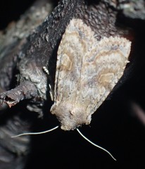Lithophane bethunei