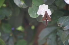 Spicauda teleus