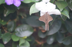 Spicauda teleus