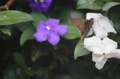 Spicauda teleus