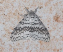 Lymantria brotea