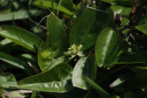 Passiflora pallida