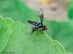 Ocyptamus dimidiatus