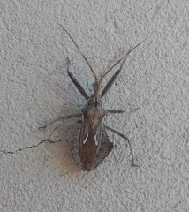 Harpactor tuberculosus