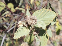 Melochia tomentosa