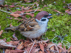Passer montanus