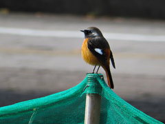 Phoenicurus auroreus