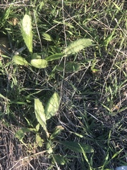 Helminthotheca echioides