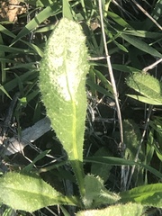 Helminthotheca echioides