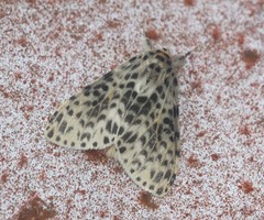 Lymantria panthera