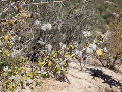 Condea laniflora