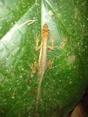 Anolis trachyderma