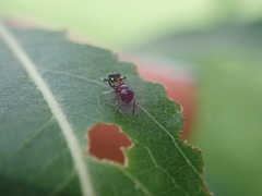 Encyrtus