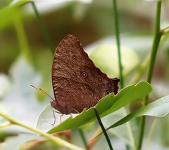 Melanitis leda bankia