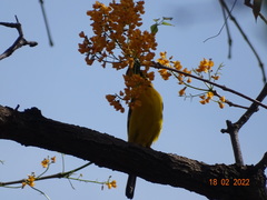 Icterus nigrogularis