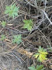 Delphinium cardinale