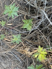 Delphinium cardinale