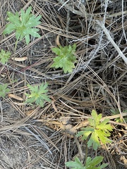 Delphinium cardinale