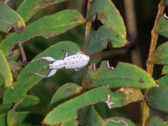 Pandeleteius nodifer