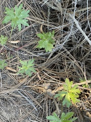 Delphinium cardinale