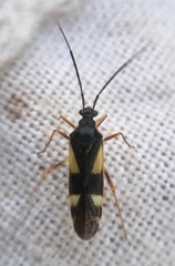 Dryophilocoris flavoquadrimaculatus