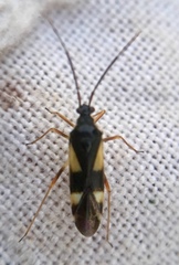 Dryophilocoris flavoquadrimaculatus