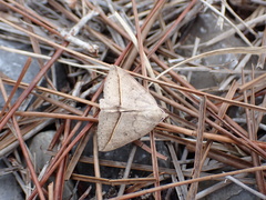 Argyrostrotis flavistriaria
