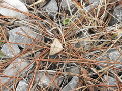 Argyrostrotis flavistriaria