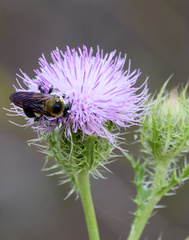 Xylocopa virginica krombeini