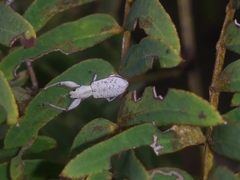 Pandeleteius nodifer