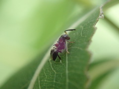 Encyrtus