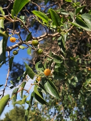 Celtis tala