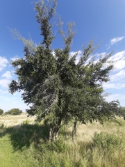 Celtis tala
