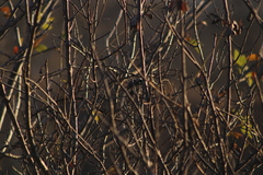 Polioptila albiloris