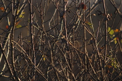 Polioptila albiloris