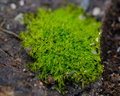 Asterosiphon dichotomus
