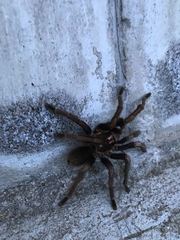 Pamphobeteus ultramarinus
