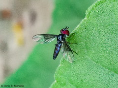 Ocyptamus dimidiatus