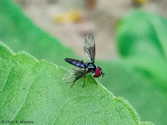 Ocyptamus dimidiatus