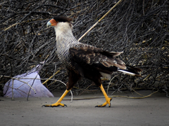 Caracara plancus plancus