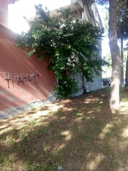 Morus