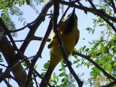 Icterus nigrogularis