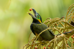 Selenidera maculirostris